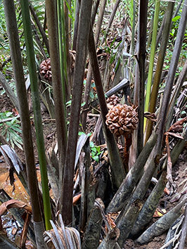 Pulau Ubin -Seafood Lunch and Chek Jawa Tour