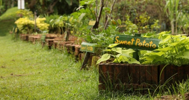 Kranji Countryside Tour with Farm Cafe Lunch and visit to various attractions at Kranji (5hrs)